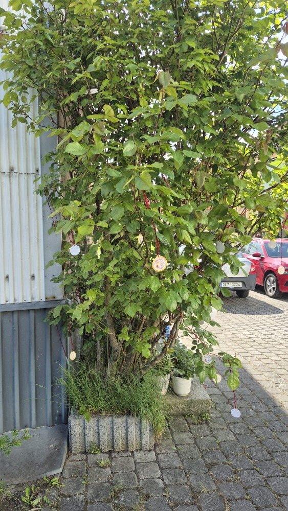 IMG-20260521-WA0035