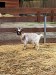 IMG-20250605-WA0011