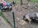 IMG-20250605-WA0076