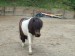 IMG-20250606-WA0030