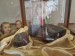 IMG-20260519-WA0041